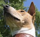 Basenji KSM Muenster 2014 (1050)